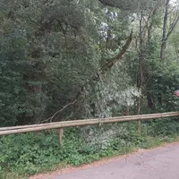 baum_in_leitung_22062023.jpeg