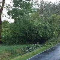 baum_auf_fahrbahn_10052020.jpeg